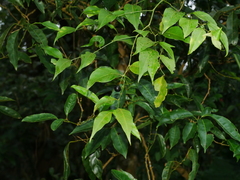Capparis sabiifolia (Capparis sabiifolia)