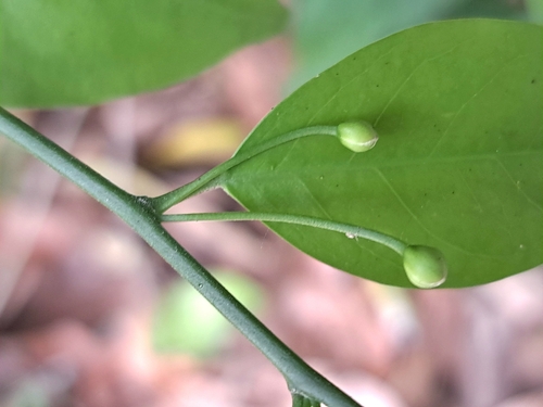 Capparis sabiifolia (Capparis sabiifolia)