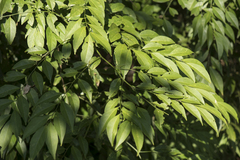 Capparis sabiifolia (Capparis sabiifolia)