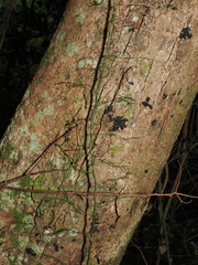 Capparis sarmentosa (Capparis sarmentosa)