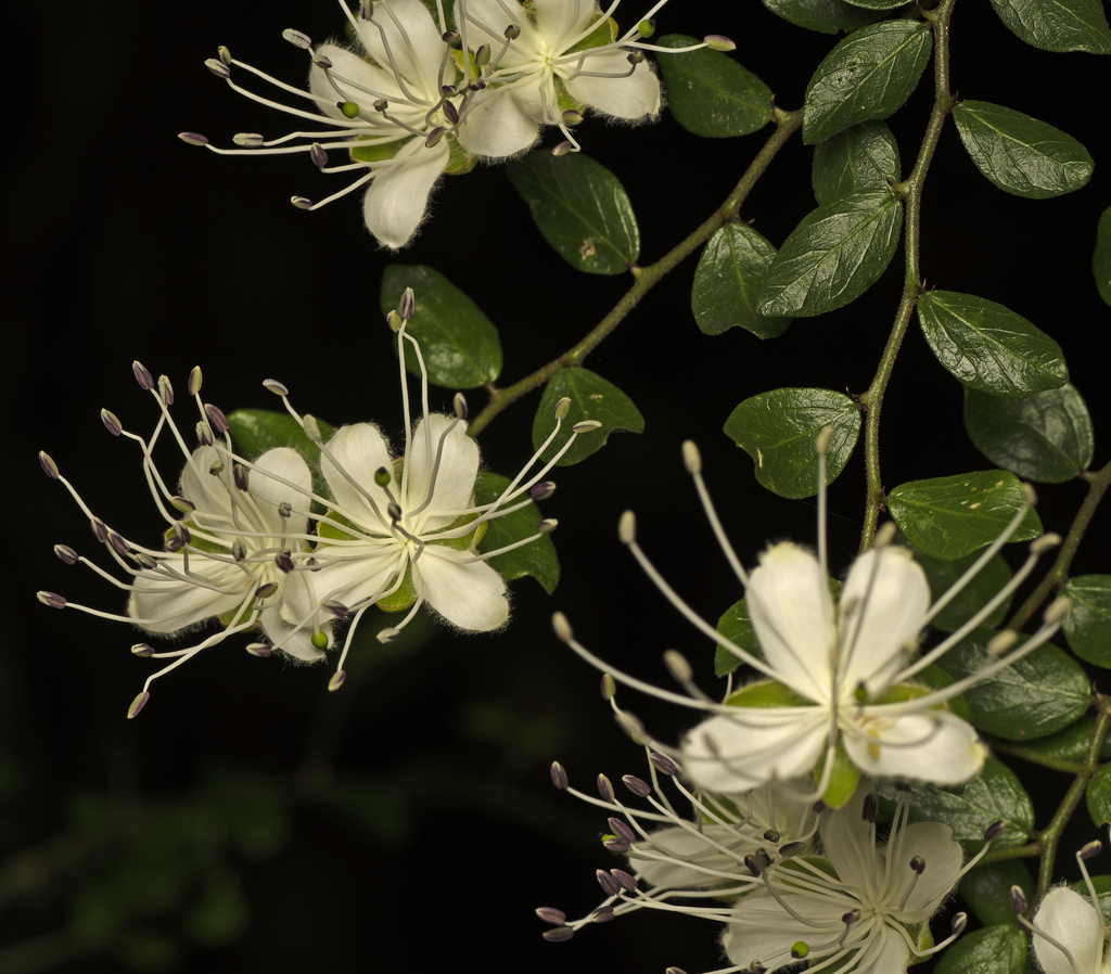 Capparis sarmentosa (Capparis sarmentosa)