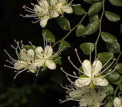 Capparis sarmentosa (Capparis sarmentosa)