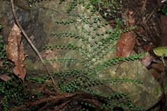 Capparis sarmentosa (Capparis sarmentosa)