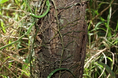 Capparis sarmentosa (Capparis sarmentosa)