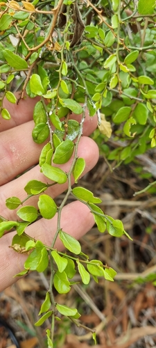 Capparis sarmentosa (Capparis sarmentosa)