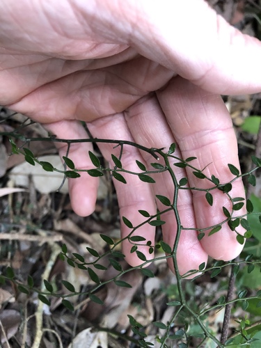 Capparis sarmentosa (Capparis sarmentosa)