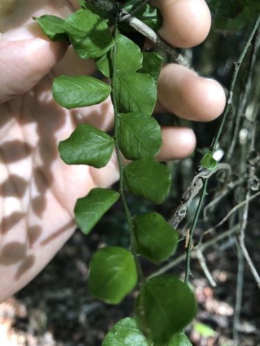 Capparis sarmentosa (Capparis sarmentosa)