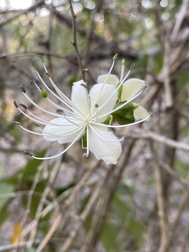 Capparis sarmentosa (Capparis sarmentosa)