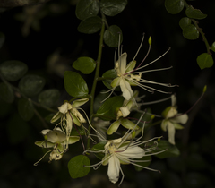 Capparis sarmentosa (Capparis sarmentosa)