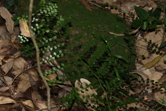 Capparis sarmentosa (Capparis sarmentosa)