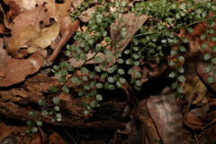 Capparis sarmentosa (Capparis sarmentosa)