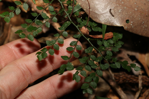 Capparis sarmentosa (Capparis sarmentosa)