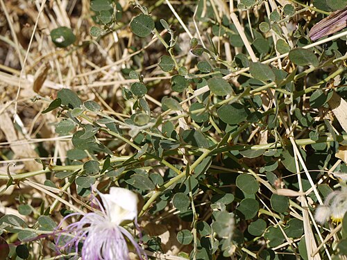 Caper: Capparis spinosa