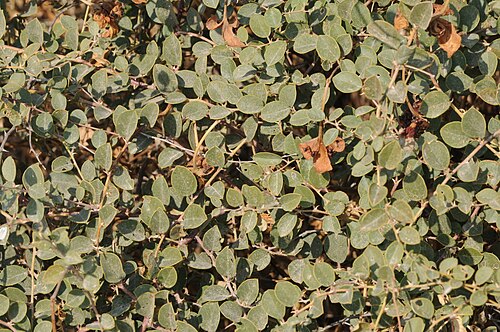 Caper: Top view of a caper shrub (Capparis ovata DESF var. palaestina ZOHARY). Birecik, Sanliurfa - Turkey. 330 m.