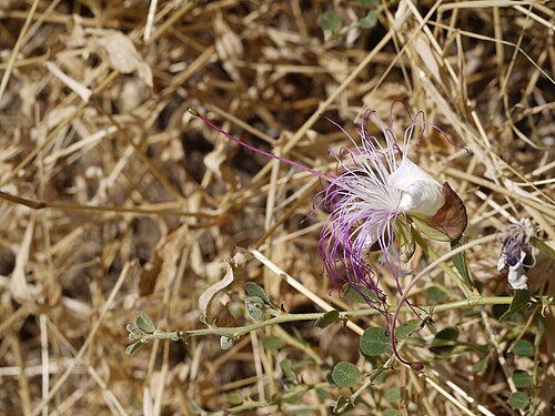 Caper: Capparis spinosa