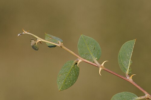 Caper: View of a offshot of a caper plant (Capparis ovata DESF var. palaestina ZOHARY). Birecik, Sanliurfa - Turkey. 330 m.
