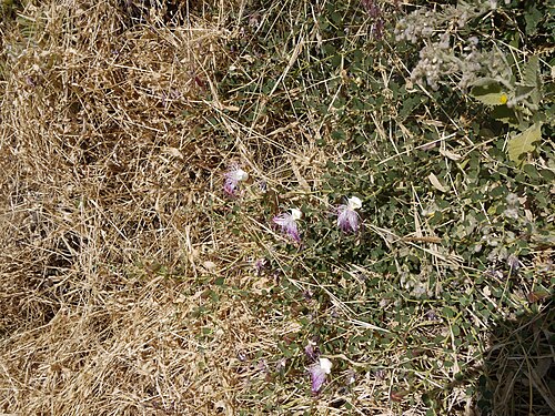 Caper: Capparis spinosa