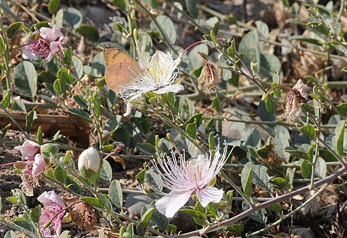 Caper: View of a large salmon arab butterfly feeding on flowers of Palestine caper (Capparis ovata DESF var. palaestina ZOHARY). Birecik, Sanliurfa - Turkey. 330 m.