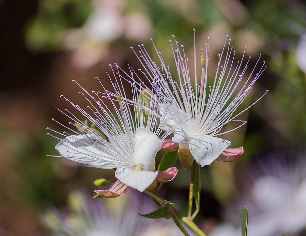 Caper: Capparis spinosa in the Ichkeul National Park.