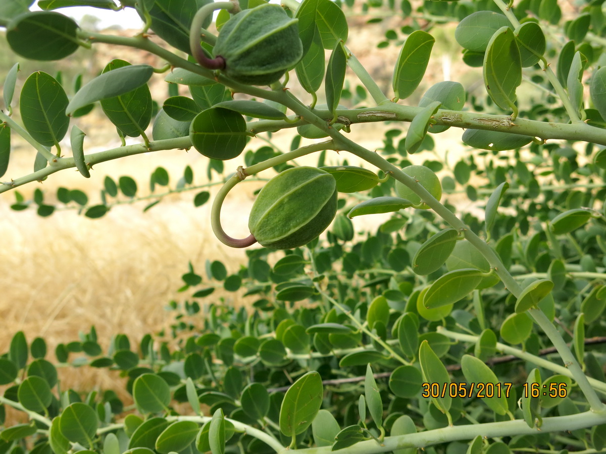 Caper: Caper bush - Capparis spinosa var nummularia