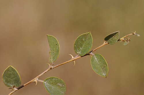 Caper: View of a offshot of a caper plant (Capparis ovata DESF var. palaestina ZOHARY). Birecik, Sanliurfa - Turkey. 330 m.