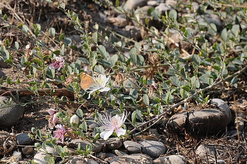 Caper: View of a large salmon arab butterfly feeding on flowers of Palestine caper (Capparis ovata DESF var. palaestina ZOHARY). Birecik, Sanliurfa - Turkey. 330 m.