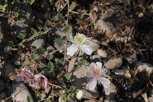 Caper: Flowers of a caper plant (Capparis ovata DESF var. palaestina ZOHARY). Birecik, Sanliurfa - Turkey. 330 m.