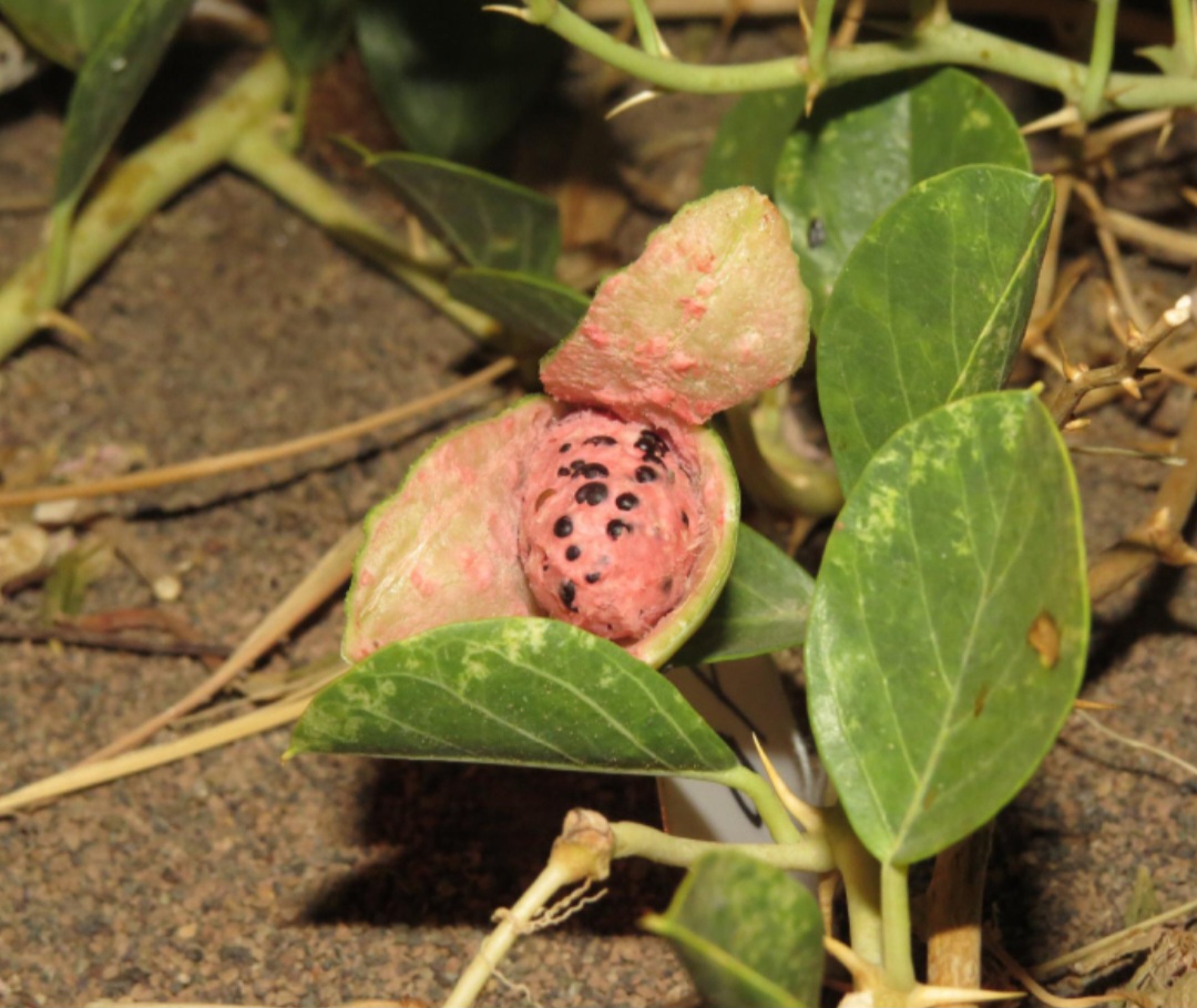Caper: Ripe fruit of a caper bush (Capparis spinosa) at Turpan Eremophytes Botanic Garden