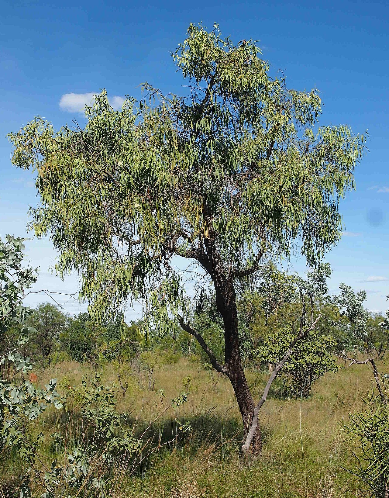 Capparis umbonata: Capparis umbonata