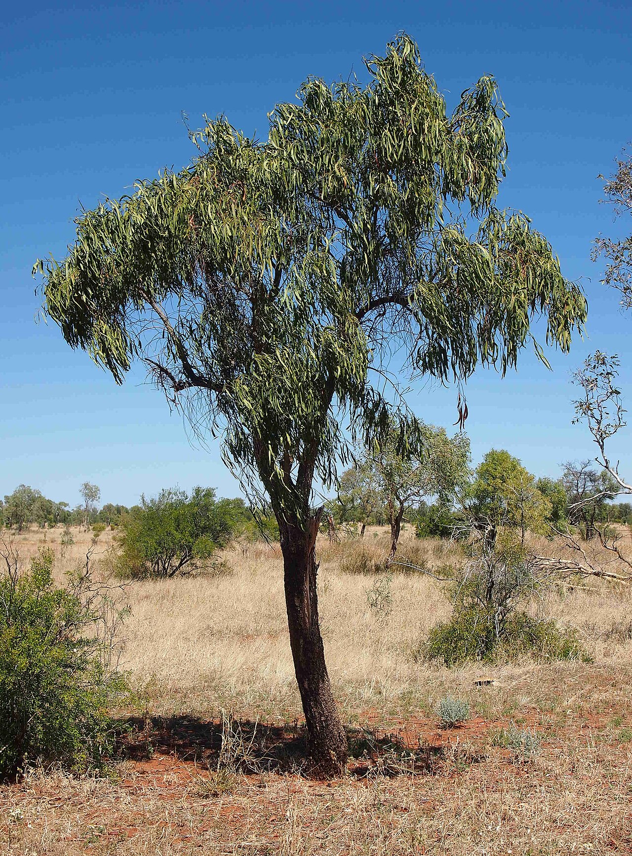 Capparis umbonata: Capparis umbonata