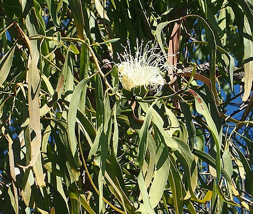 Capparis umbonata: Capparis umbonata flower