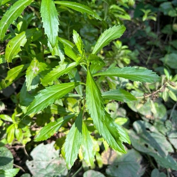 Goatweed (Capraria biflora)