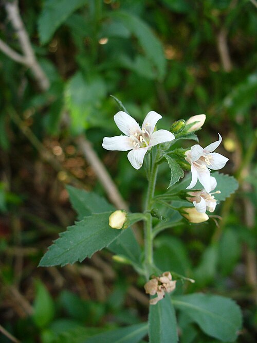 Goatweed: Capraria biflora, Elliott Key, Biscayne Nat. Park, Miami-Dade Co., FL, USA