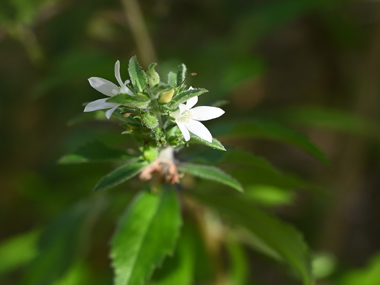 Goatweed: Capraria biflora on Pointe la Chaise E from Saint-Francois on Guadeloupe