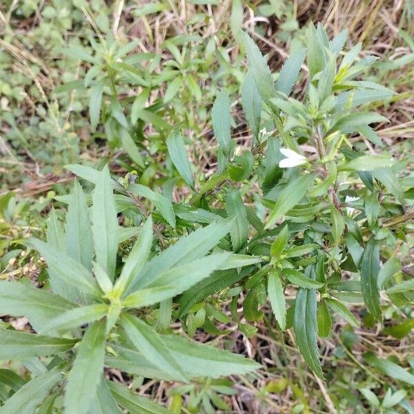 Goatweed (Capraria biflora)