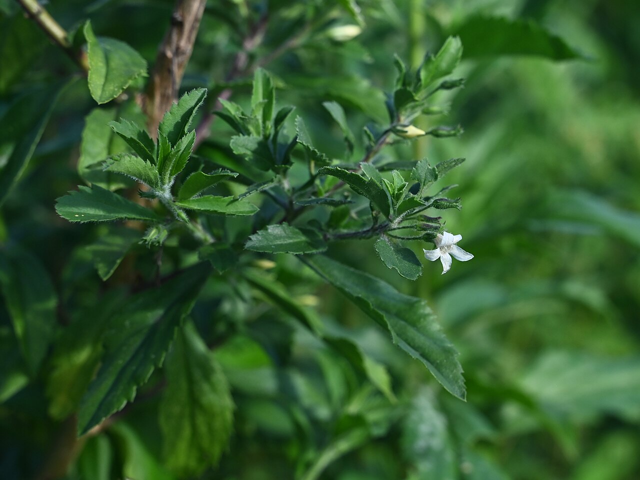 Goatweed: Capraria biflora N from Saint-Louis, N Grande-Terre on Guadeloupe