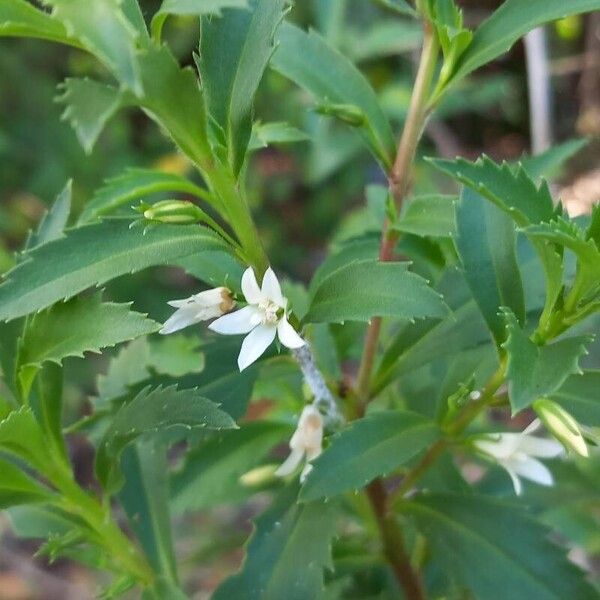 Goatweed (Capraria biflora)