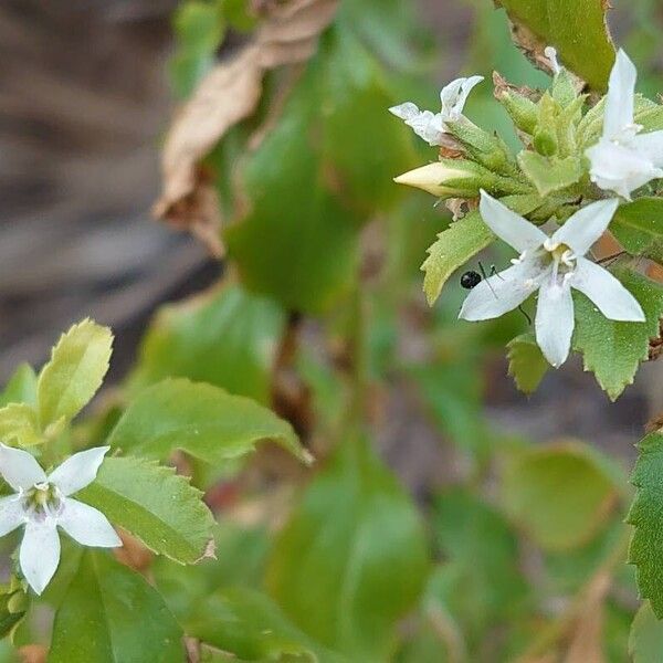 Goatweed (Capraria biflora)
