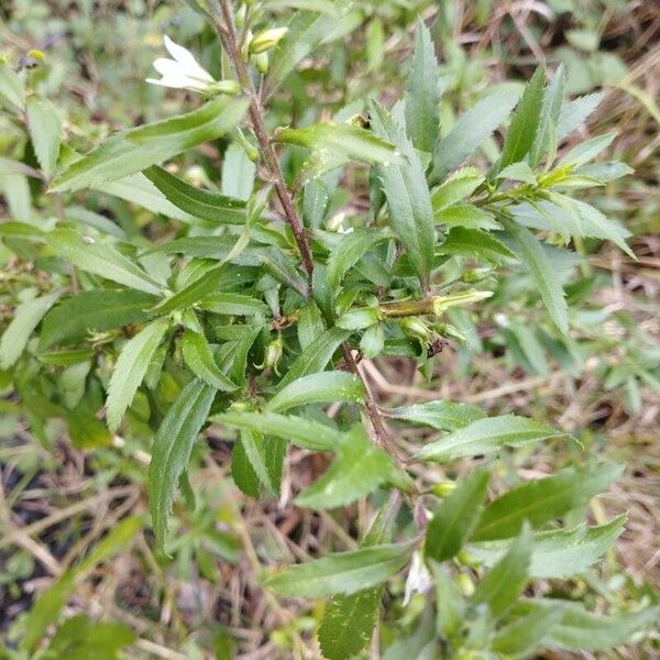 Goatweed (Capraria biflora)