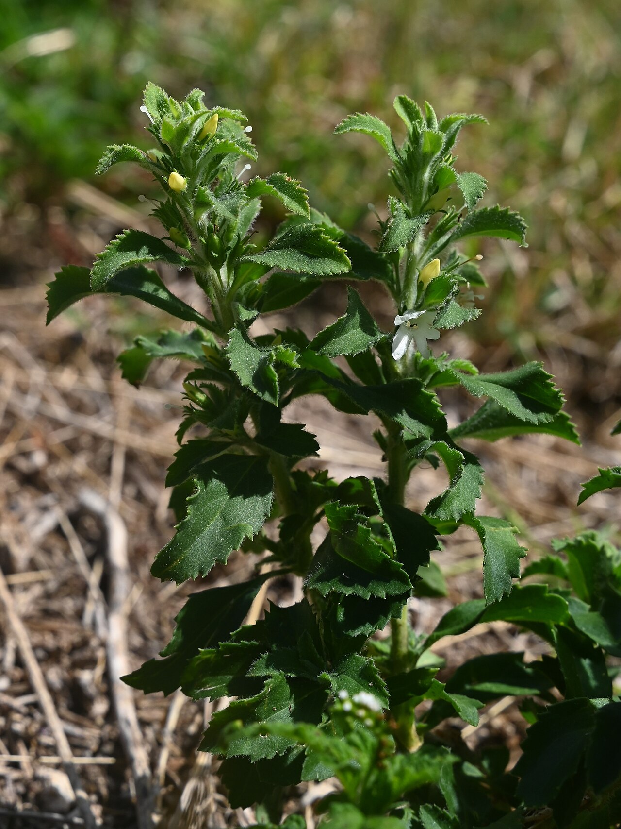 Goatweed: Capraria biflora on Pointe Montagnier, N Grande-Terre on Guadeloupe