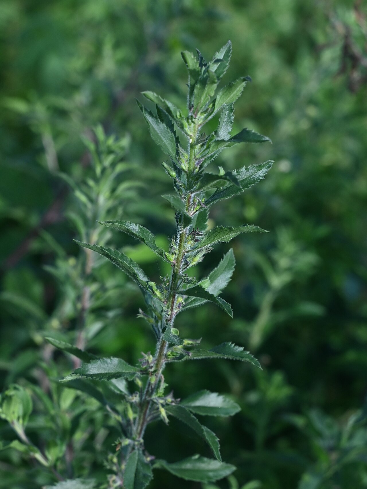 Goatweed: Capraria biflora N from Saint-Louis, N Grande-Terre on Guadeloupe