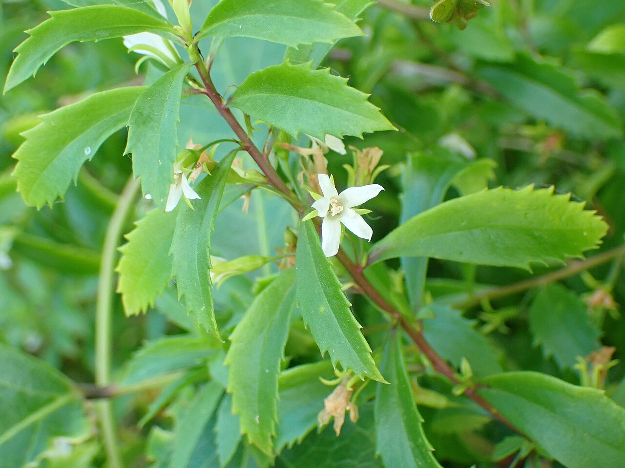 Goatweed: Goatweed