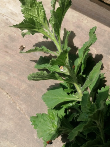 Capraria frutescens (Capraria frutescens)