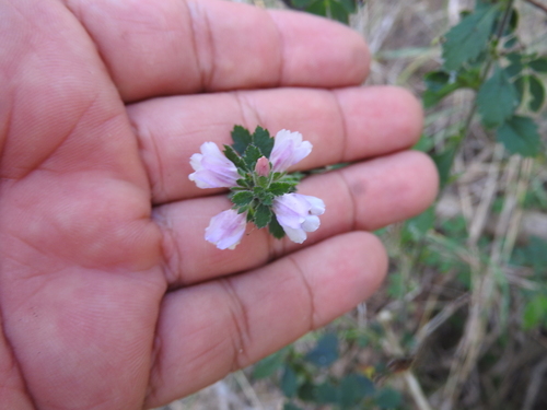 Capraria frutescens (Capraria frutescens)