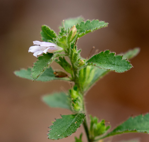 Capraria frutescens (Capraria frutescens)