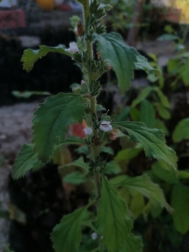 Capraria frutescens (Capraria frutescens)