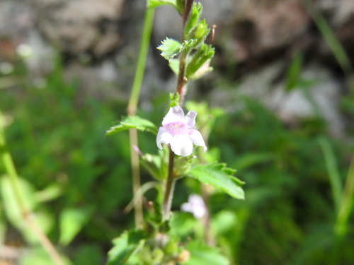Capraria frutescens (Capraria frutescens)