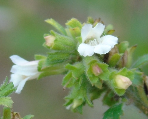 Capraria frutescens (Capraria frutescens)
