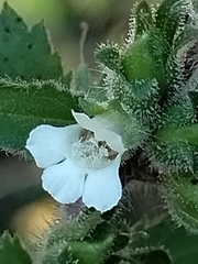 Capraria frutescens (Capraria frutescens)