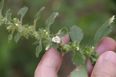 Capraria frutescens (Capraria frutescens)
